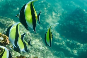 Los Cabos: Excursión en Kayak con Fondo de Cristal y Esnórquel en Dos Bahías