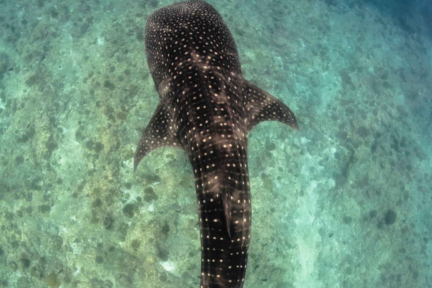 Los Cabos: Swim with Whale Sharks Snorkeling Adventure