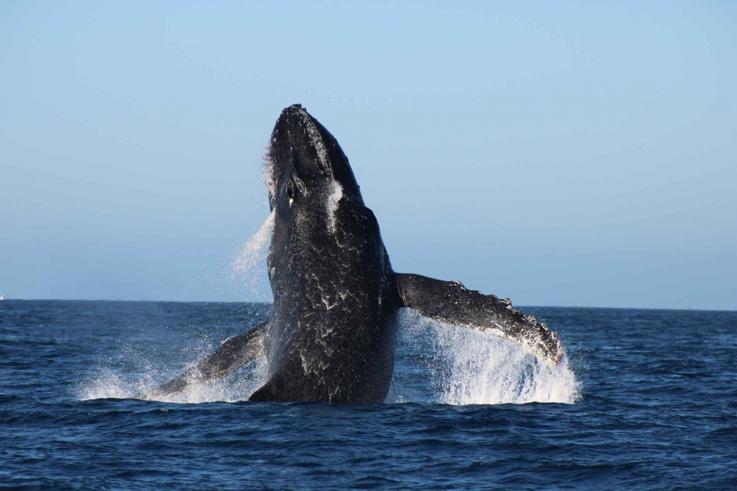 Los Cabos: Whale Watching and Marine Life Tour