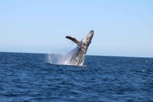 Los Cabos: Whale Watching and Marine Life Tour