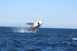 Los Cabos: Whale Watching and Marine Life Tour