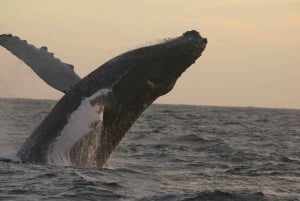 Los Cabos: Whale Watching and Marine Life Tour