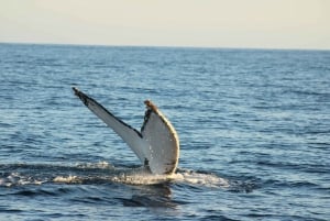 Los Cabos: Whale Watching and Marine Life Tour