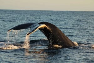 Los Cabos: Whale Watching and Marine Life Tour