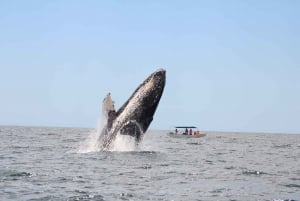 Los Cabos: Whale Watching and Marine Life Tour