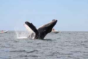 Los Cabos: Whale Watching and Marine Life Tour