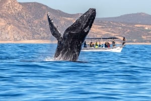 Los Cabos: Avistamiento de ballenas en barco con fondo de cristal