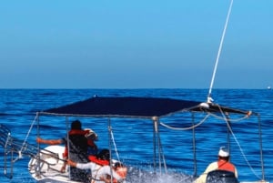 Los Cabos: Avistamiento de ballenas en barco con fondo de cristal