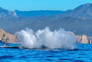 Los Cabos: Avistamiento de ballenas en barco con fondo de cristal