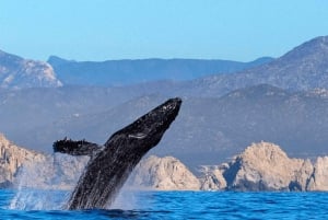 Los Cabos: Avistamiento de ballenas en barco con fondo de cristal