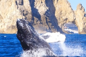 Los Cabos: Avistamiento de ballenas en barco con fondo de cristal