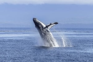 Los Cabos: Tour de avistamiento de ballenas con barra libre