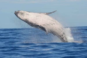 Los Cabos: Tour de avistamiento de ballenas con barra libre