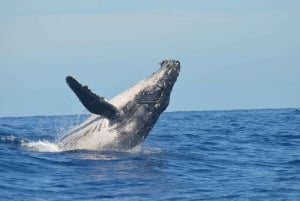 Los Cabos: Tour de avistamiento de ballenas con barra libre