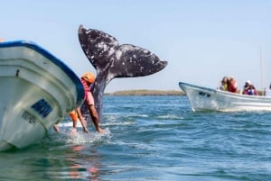 Los Cabos: Experiencia de avistamiento de ballenas