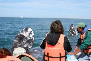 Los Cabos: Experiencia de avistamiento de ballenas