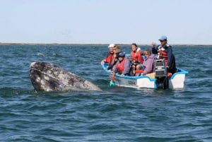 Los Cabos: Experiencia de avistamiento de ballenas