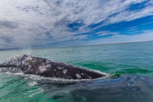 Los Cabos: Experiencia de avistamiento de ballenas