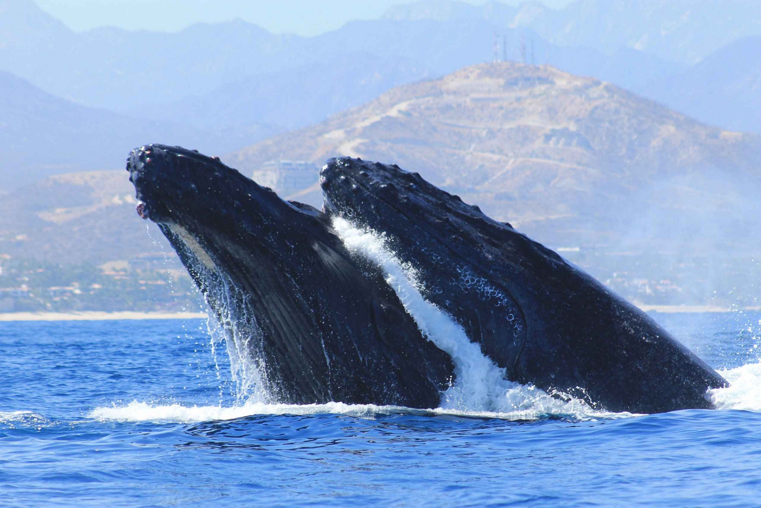 Los Cabos: Avistamiento de Ballenas (Transporte y Fotos Incluidos)