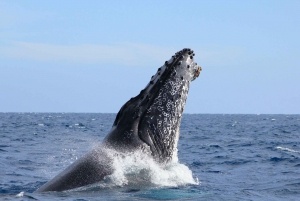 Los Cabos: Whale Watching (Transport and Pictures Included)