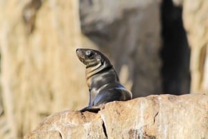 Los Cabos: Whale Watching (Transport and Pictures Included)