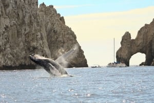 Los Cabos: Whale Watching (Transport and Pictures Included)