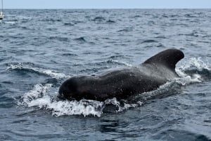 Los Cabos: Whale Watching (Transport and Pictures Included)