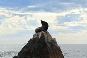 Los Cabos: Whale Watching (Transport and Pictures Included)