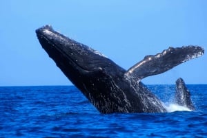 Los Cabos: Whale Watching (Transport and Pictures Included)