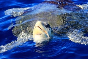 Los Cabos: Whale Watching (Transport and Pictures Included)