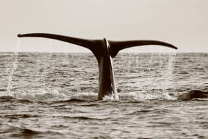 Los Cabos: Whale Watching (Transport and Pictures Included)