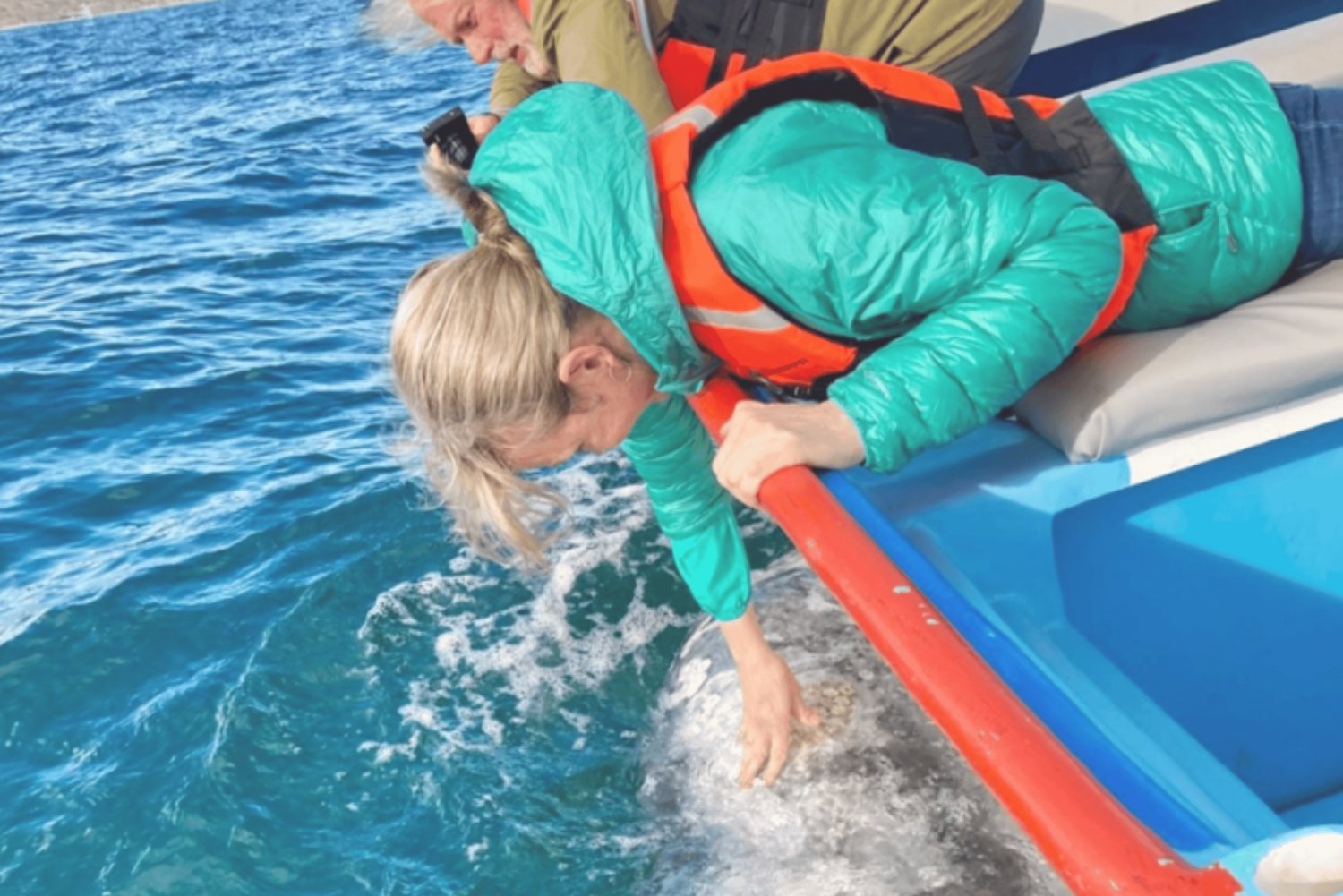 Bahía Magdalena: Encuentro con la ballena gris