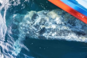 Bahía Magdalena: Encuentro con la ballena gris