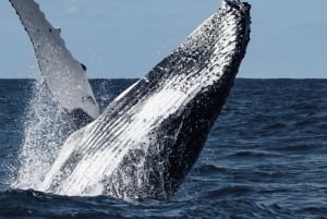 Bahía Magdalena: Encuentro con la ballena gris