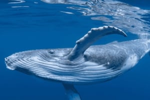 Bahía Magdalena: Encuentro con la ballena gris