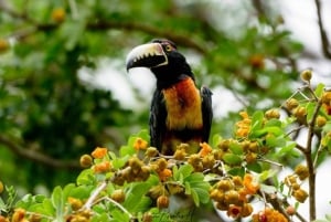 Mahahual: Experiencia de observación de aves en la Costa Maya