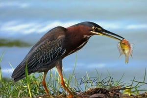 Mahahual: Experiencia de observación de aves en la Costa Maya