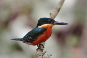 Mahahual: Experiencia de observación de aves en la Costa Maya