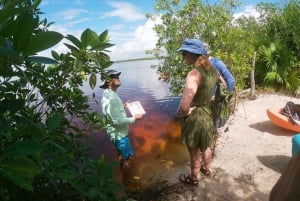 Mahahual: Kayaking in the Mangroves Experience