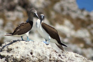 Puerto Vallarta: Isla Marietas Snorkel, Kayak ,Paddle, Comida Todo Incluido