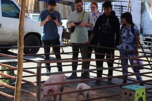 Visita al mercado y toda la gastronomía included⭐️⭐️⭐️⭐️⭐️