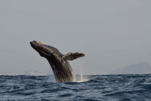Mazatlan: Whale Watching Adventure
