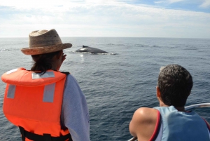 Mazatlan: Whale Watching Adventure