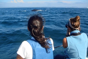 Mazatlan: Whale Watching Adventure