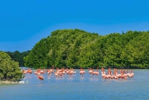 Mérida: Excursión de un día a la playa de Celestún y paseo en barco por los manglares