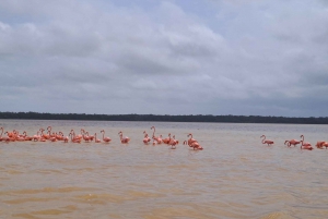 Mérida: Consigue Tu Guía Y Coche Para Explorar Yucatán