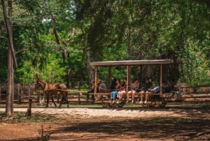 Mérida: Hacienda Sotuta de Peón c/ Cenote y Excursión a Henequén