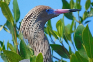 Merida: Kayaking and Bird Sanctuary in Sisal