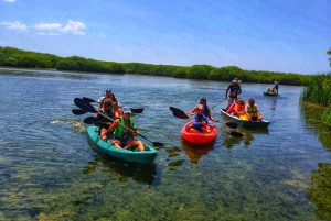 Sisal Kayak Through Mangroves and Bird Watching Tour