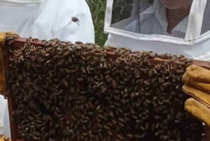 Mérida: Excursión por el Mundo de las Abejas Meliponas